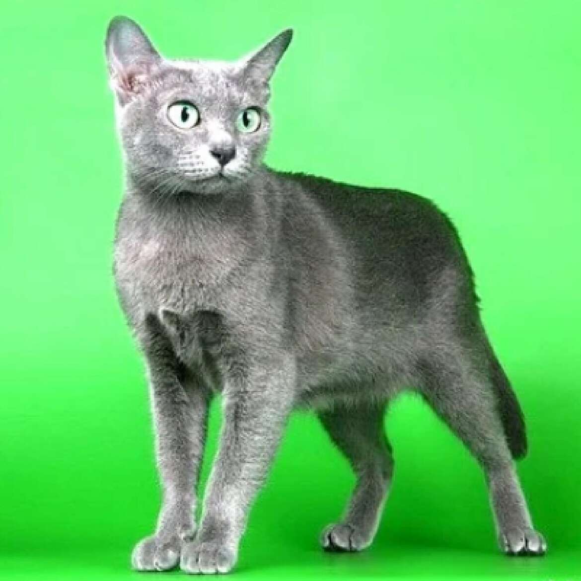 Корат: 5 интересных внешних отличий породы, которые удивят вас